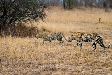 Leopard pair in tall grass