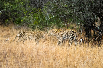 Leopard pair in tall grass