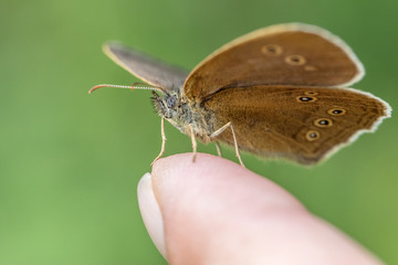 Schornsteinfeger - Brauner Waldvogel auf Finger