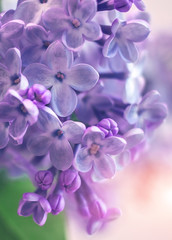 Fototapeta na wymiar wild flowers lilac bush