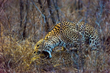 Pair of leopards mating