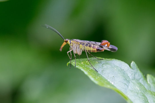 Skorpionsfliege - Insekt des Jahres 2018