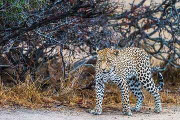 Leopard walking on river bank