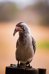 Red billed hornbill
