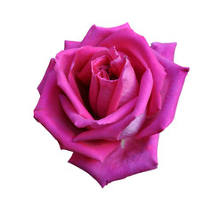 Red rose close-up isolated on white background, large flower