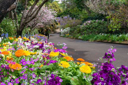 Colorful flowerbeds along the alley in the park