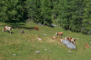 Kranjska Gora / Słowenia 18, 2017: Okolice przełęczy Vrsic latem