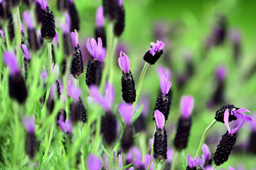 可憐なラベンダーの花