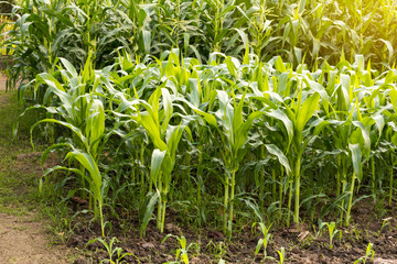 Close-up view of many corn plants.