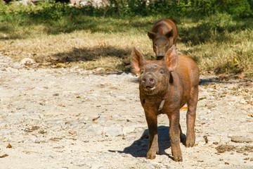 Brown Piglet in the farm