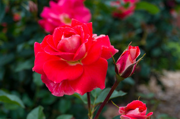 Fototapeta premium Vivid red roses on the flowerbed nature background