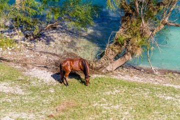 Horses and cows at the river