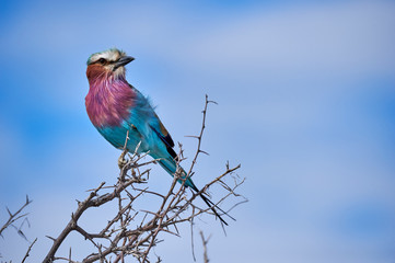 Lilac breasted roller