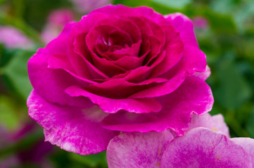 Bright pink rose flower