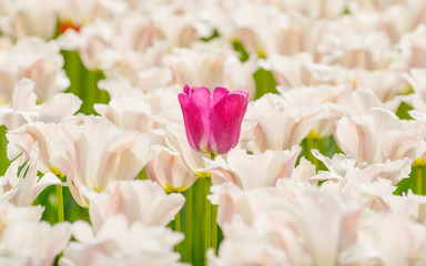 Spring flowers series, closeup of beautiful tulips in tulip field with blur foreground and background.