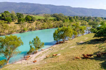 Fototapeta na wymiar Horses and cows at the river