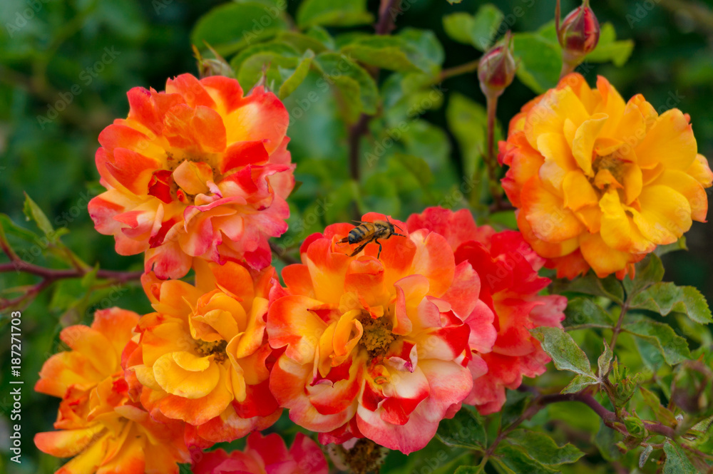 Poster Colorful rose flowers