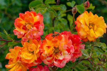 Colorful rose flowers