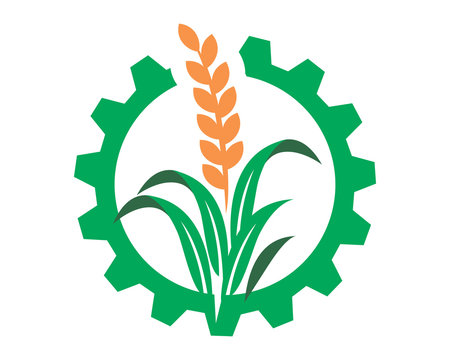 paddy wheat icon agriculture agricultural harvest farming image vector