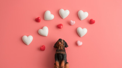 The black dog sits up to look at the floating heart with a pink background.Happy Valentines Day background.Saint Valentine's Day concept. Can be used for celebrations valentines day.
