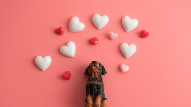 The black dog sits up to look at the floating heart with a pink background.Happy Valentines Day background.Saint Valentine's Day concept. Can be used for celebrations valentines day.