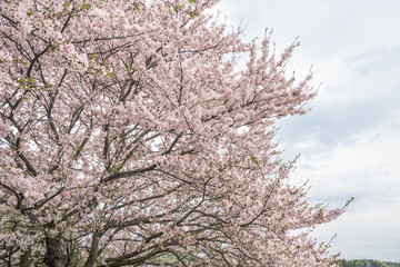 桜　桜並木