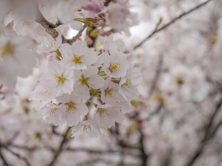 桜　桜並木