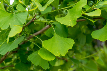 Ginkgo biloba tree leaves close up