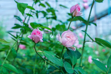 pink rose in the garden