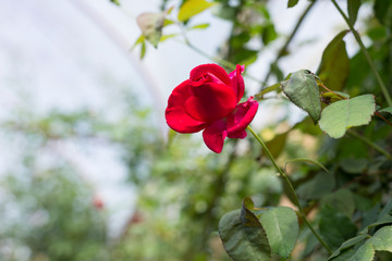 Fototapeta premium red rose in the garden