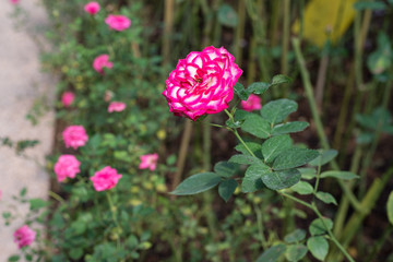 pink rose in the garden