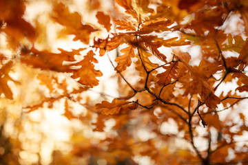 Yellow abstract autumnal leaves background