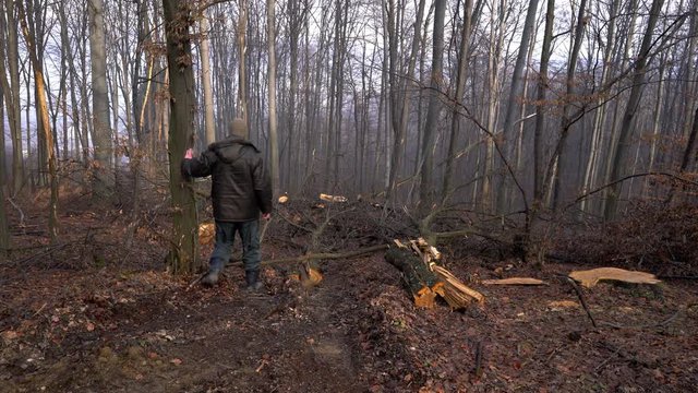 Man goes through forest and looking cut down trees - (4K)