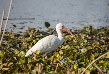 white ibis hunts at sunset in the wetlands
