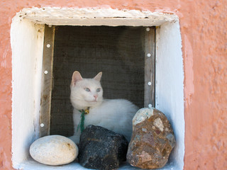 Oia kitty