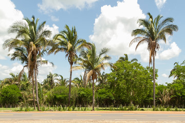 Fototapeta na wymiar Babassu Palm in Piaui, Brazil