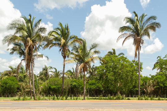 Babassu Palm in Piaui, Brazil