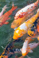 beautiful koi fish