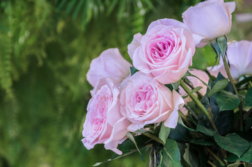 Light pink roses bunch flower