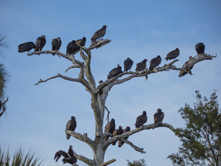 dead tree full of buzzards overlooking the wetlands at sunset
