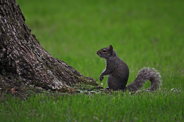 Squirrel and Tree