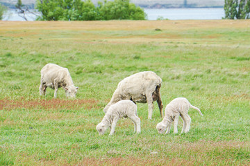 Obraz premium sheep family graze fresh grass at yard farm