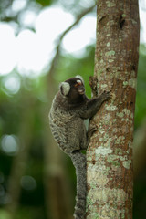 Little monkey in Brazil