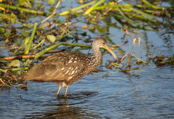 limpkin hunts in the wetlands at sunset