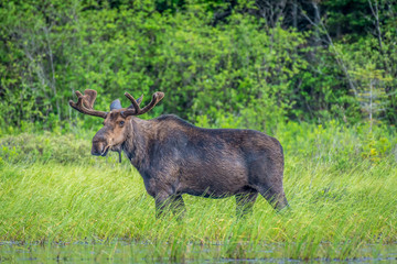 A bull moose wandering the shore of the lake. Shot in Algonquin Provincial Park, Ontario, Canada. 