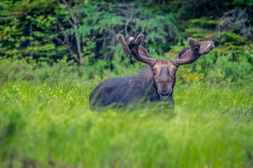 Naklejka na ściany i meble A bull moose wandering the shore of the lake. Shot in Algonquin Provincial Park, Ontario, Canada. 