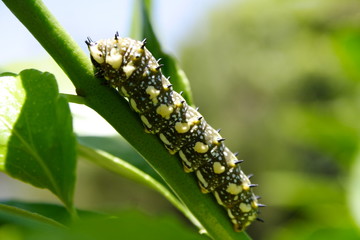 Caterpillar of the Swallow tail Butterfly