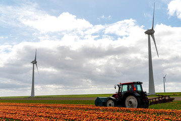 Tractor harvesting the tulips on the field