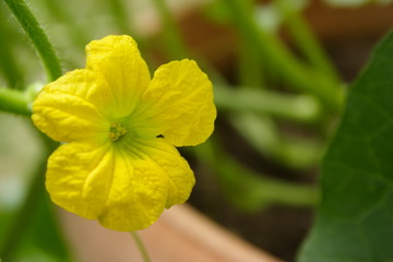 Rockmelon plant flower