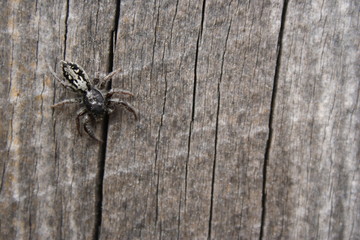 Long Jumping Spider on weathered wood